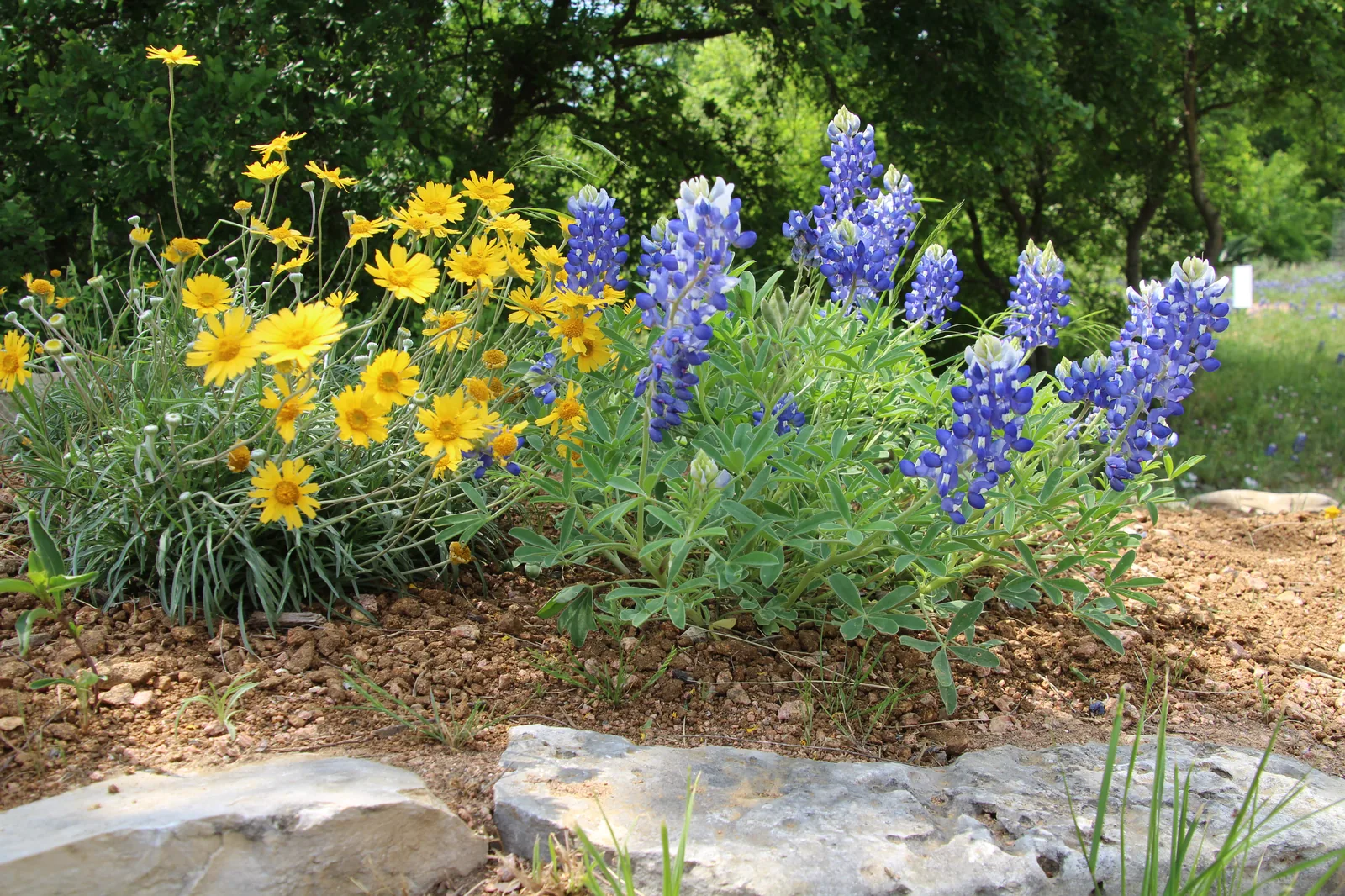 Bluebonnets and yellow wildflowers along a stone path