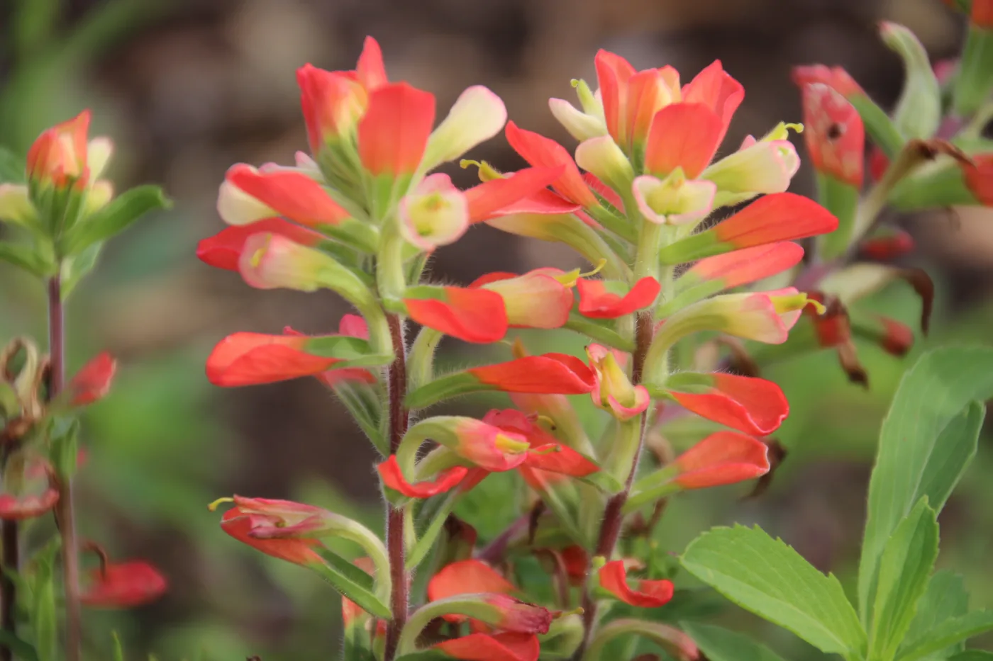 Indian paintbrush wildflowers close-up
