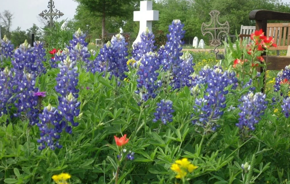 Texas bluebonnets and wildflowers blooming among grave markers at Our Lady of the Rosary Cemetery